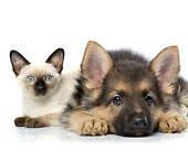 Cheapest Pet Insurance
