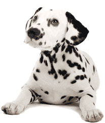 Always Compare Dog Insurance Policies Before You Buy