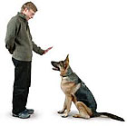 electronic dog collar