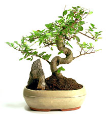 Five Popular Flowering Bonsai Trees Five Popular Flowering Bonsai Trees