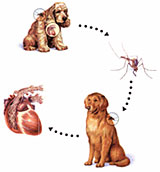 heartworm in dogs