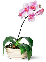 The Popularity Of Orchids The Popularity Of Orchids