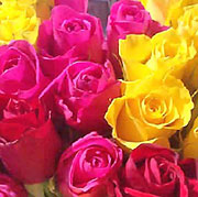 most popular flowers