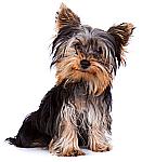 Yorkie Puppies For Sale