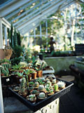 greenhouse plants