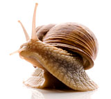 snail