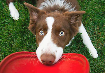 Dog Frisbee Games