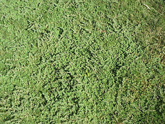 Get Rid of Bermuda Grass