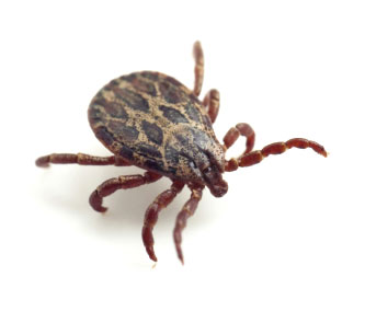 Tick